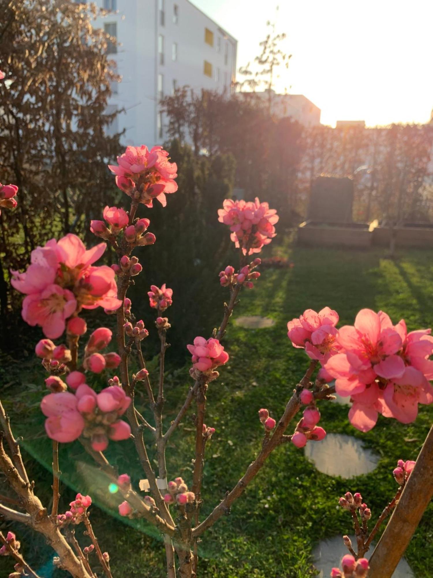 Apartment Bright New 43m2 With A Beautiful Garden Munich