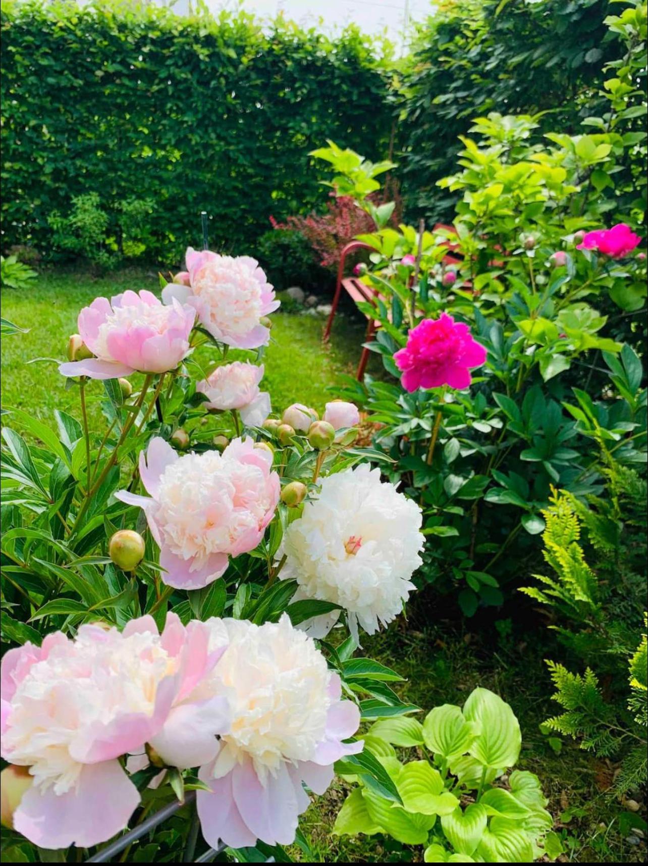 Bright New 43m2 With A Beautiful Garden Apartment *